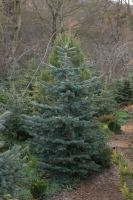 Лот: 8147755. Фото: 2. Ель колючая голубая (Picea pungens... Семена, рассада, садовые растения