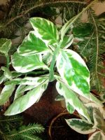 Лот: 19709906. Фото: 2. Фикус каучуковый редкий -Variegata... Комнатные растения и уход