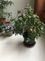 Лот: 25777950. Фото: 5. Денежное дерево взрослое 50 см...