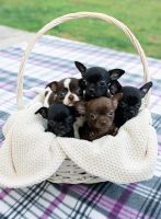 Лот: 20774080. Фото: 5. Щенок чихуахуа г/ш (девочка)