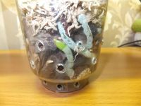 Лот: 3414260. Фото: 2. Орхидея фаленопсис. Комнатные растения и уход