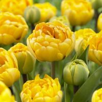 Лот: 15585125. Фото: 20. Тюльпаны Пиони-Коламбус / из Голландии...