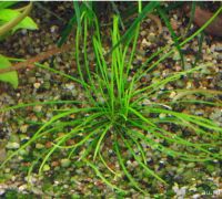 Лот: 16297912. Фото: 4. Криптокорина Нилешвар Cryptocoryne... Красноярск
