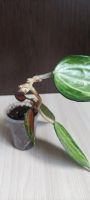 Лот: 20361698. Фото: 3. Хойя (hoya macrohylla pot of gold... Растения и животные