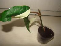 Лот: 3365333. Фото: 2. сингониум imperial white. Комнатные растения и уход