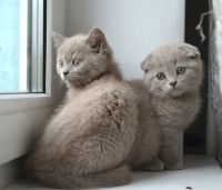 Лот: 4460413. Фото: 3. Прямоухая шотландская принцесса... Растения и животные