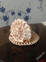 Лот: 2816912. Фото: 2. ракушки океанские. Сувениры