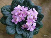 Лот: 10838011. Фото: 3. Фиалка Valeska Pink детка. Растения и животные