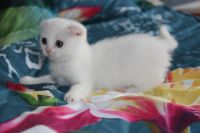 Лот: 3010681. Фото: 2. шотландская вислоухая беленькая... Животные и уход