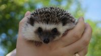 Лот: 25556112. Фото: 3. Африканский карликовый ежонок... Растения и животные