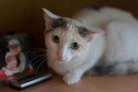 Лот: 12489853. Фото: 4. Кошечка Лиза, 1 год. Красноярск