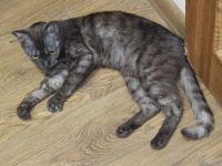 Лот: 25605069. Фото: 4. Кошечка хищница. Красноярск