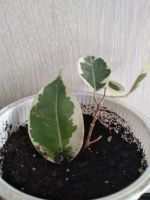 Лот: 13735704. Фото: 5. Цветы.фикусы