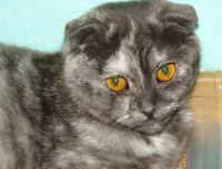Лот: 3360178. Фото: 3. Продам шотландских прямоухих котят. Растения и животные