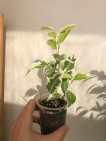 Лот: 20581848. Фото: 2. фикус мунлайт. Комнатные растения и уход