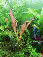 Лот: 13509787. Фото: 2. Эхинодорус рубин, детки посажены... Аквариумистика