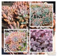 Лот: 16310937. Фото: 2. 117-Graptosedum Franchesco Baldi-суккулент. Комнатные растения и уход