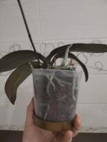 Лот: 25888981. Фото: 4. Орхидея фаленопсис, отцвела. Красноярск