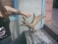 Лот: 98956. Фото: 2. Рог :). Красноярск