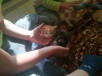 Лот: 14372238. Фото: 6. Котята деревенские
