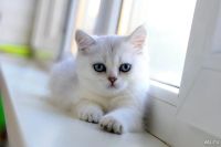 Лот: 10033744. Фото: 2. Продам британского котенка - девочка... Животные и уход
