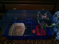 Лот: 7461735. Фото: 5. Хорек