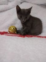 Лот: 18402411. Фото: 5. Котенок ищет дом