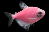 Лот: 12658658. Фото: 3. Тернеция GloFish (фиолетовый... Растения и животные