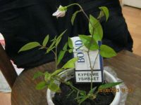 Лот: 5115053. Фото: 6. саженец розы комнатной