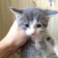 Лот: 8510768. Фото: 5. Котята