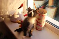 Лот: 8139675. Фото: 3. черный котенок!!!!!!. Растения и животные