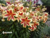 Лот: 14847692. Фото: 2. Лилия Вангелис. Семена, рассада, садовые растения