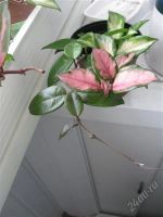 Лот: 1887204. Фото: 2. Хойя карноза триколор. Комнатные растения и уход