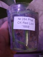 Лот: 17863967. Фото: 6. Орхидея Фаленопсис 284OX Red Lion