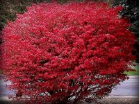 Лот: 6268960. Фото: 4. Бересклет Европейский ( Euonymus... Красноярск