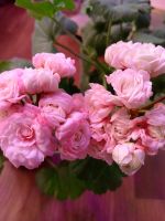 Лот: 22160966. Фото: 4. Пеларгония Fischer's appleblossom. Красноярск