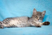 Лот: 9905178. Фото: 5. Котенок, девочка 3 мес.