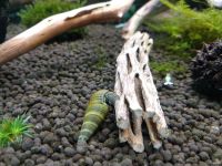 Лот: 16221548. Фото: 4. Улитка тиломелания оливковая. Красноярск