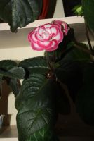 Лот: 4331596. Фото: 3. Глоксиния красно-белая (цветущая... Растения и животные