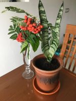 Лот: 23565669. Фото: 4. Тещин язык. Сансеверия в керамическом... Красноярск