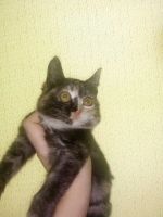 Лот: 15050910. Фото: 2. Котёнок , трех цветный , ласковый. Животные и уход
