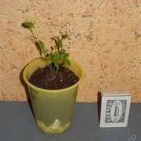 Лот: 936415. Фото: 2. паслён перечный (Solarium capsicastrum... Комнатные растения и уход