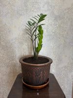 Лот: 25192803. Фото: 2. Замиокулькас в керамическом горшке. Комнатные растения и уход