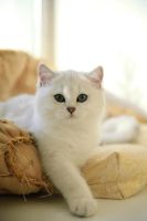 Лот: 4666813. Фото: 2. Экслюзив :) котенок 4 мес Британец... Животные и уход