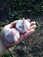 Лот: 10109732. Фото: 7. Лучший сорт сибирского озимого...