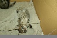Лот: 999822. Фото: 2. Красивые котята!. Животные и уход