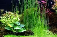 Лот: 14577025. Фото: 4. Ситняг (элеохарис) Гигантский... Красноярск