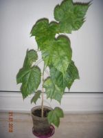 Лот: 6378432. Фото: 2. Абутилон мозаика 7. Комнатные растения и уход