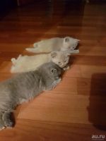 Лот: 10646552. Фото: 2. Котята британцы. Животные и уход