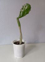 Лот: 21057546. Фото: 2. Кактус Опунция. Комнатные растения и уход